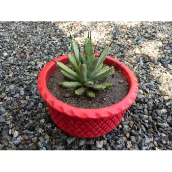 Natural Ornamental Plant